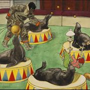 Picture Of Circus Seals