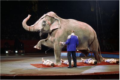 Picture Of Elephant And Circus Girls