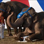 Picture Of Elephant Spooning