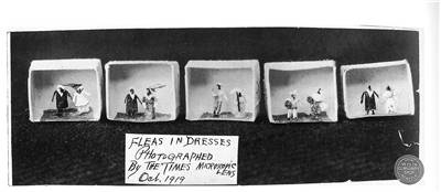 Picture Of Fleas In Dresses At Ye Olde Curiosity Shop 1919