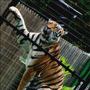 Picture Of Tiger Performing Tricks